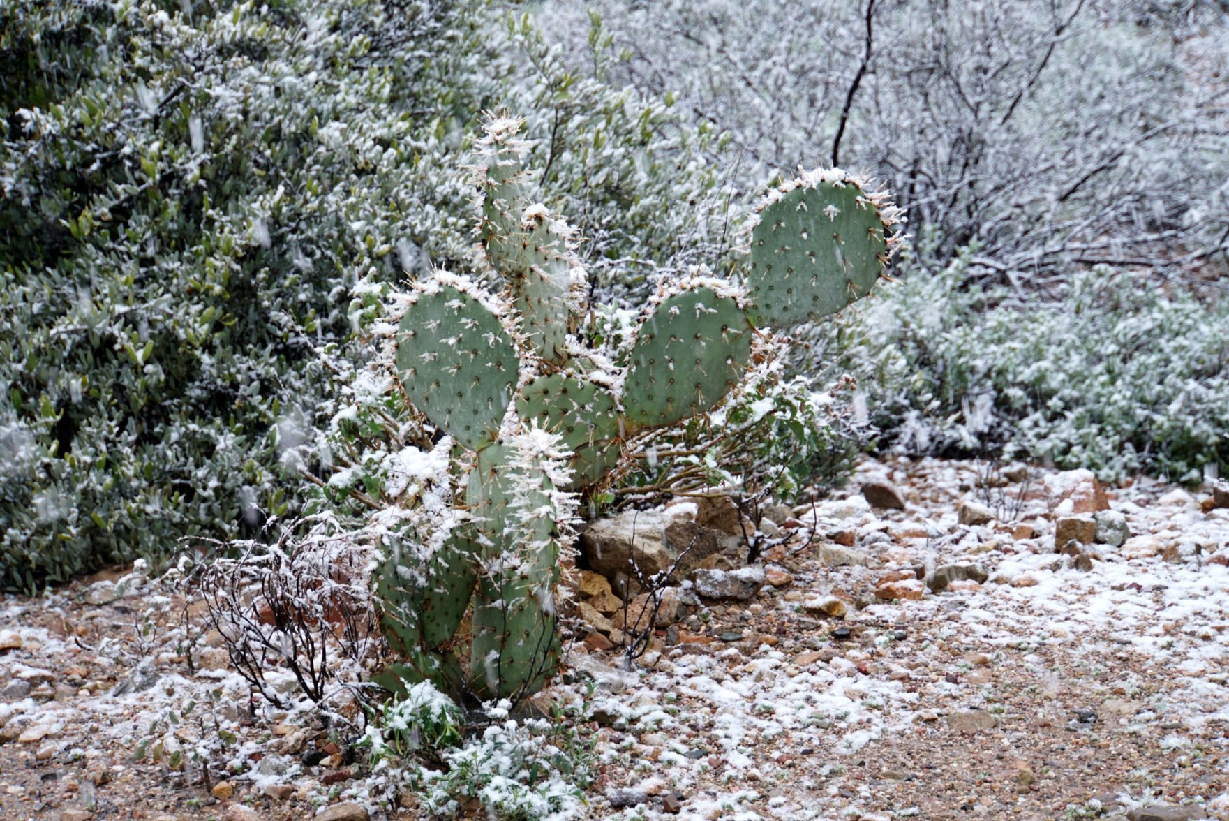 Snow around Tucson